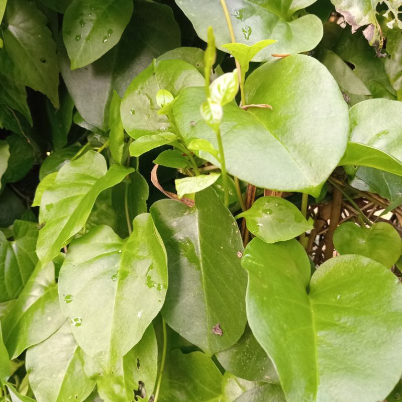 

Paket hemat 250 gram daun binahong segar