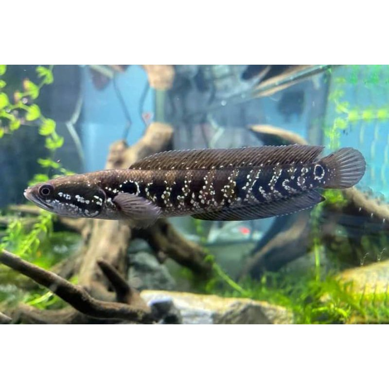 Jual ikan channa asiatica ws pure - 5-6 cm Grade A cocok buat indukan