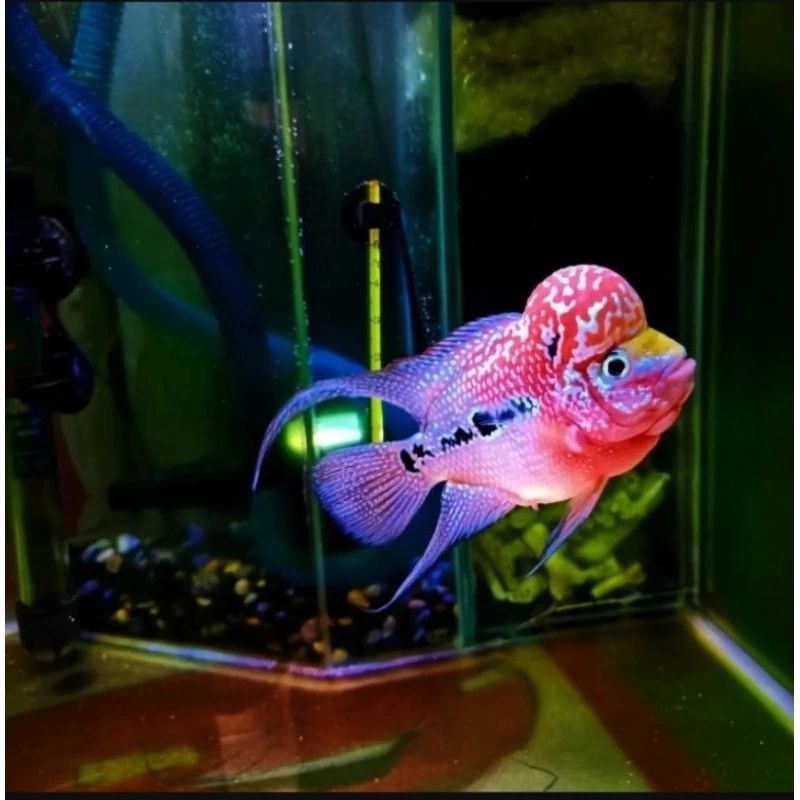 Hiasan Aquarium Louhan Cilnong-Hiasan