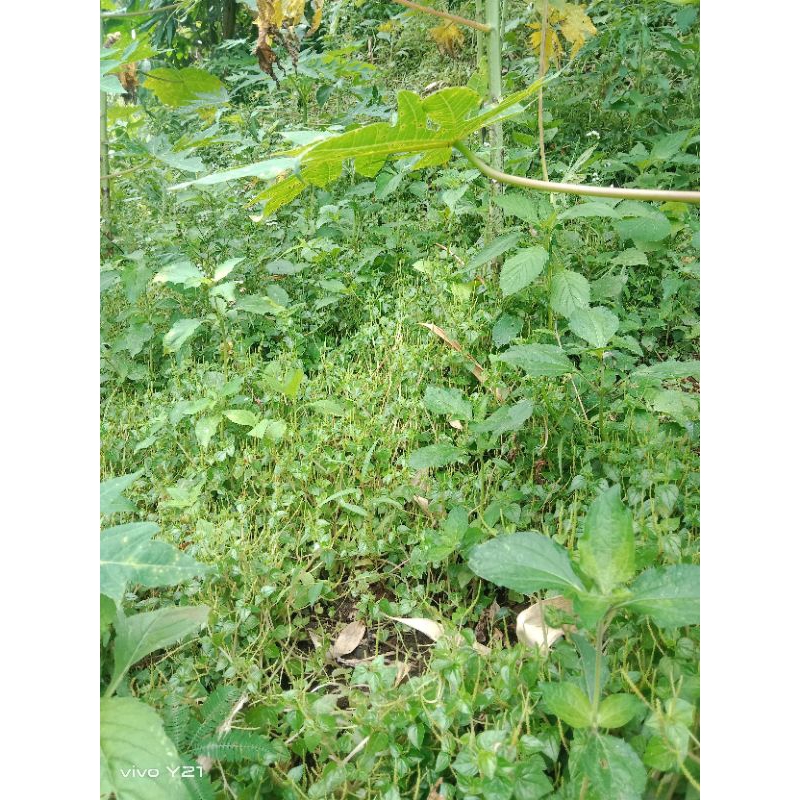 

sirih cina segar 250/gran