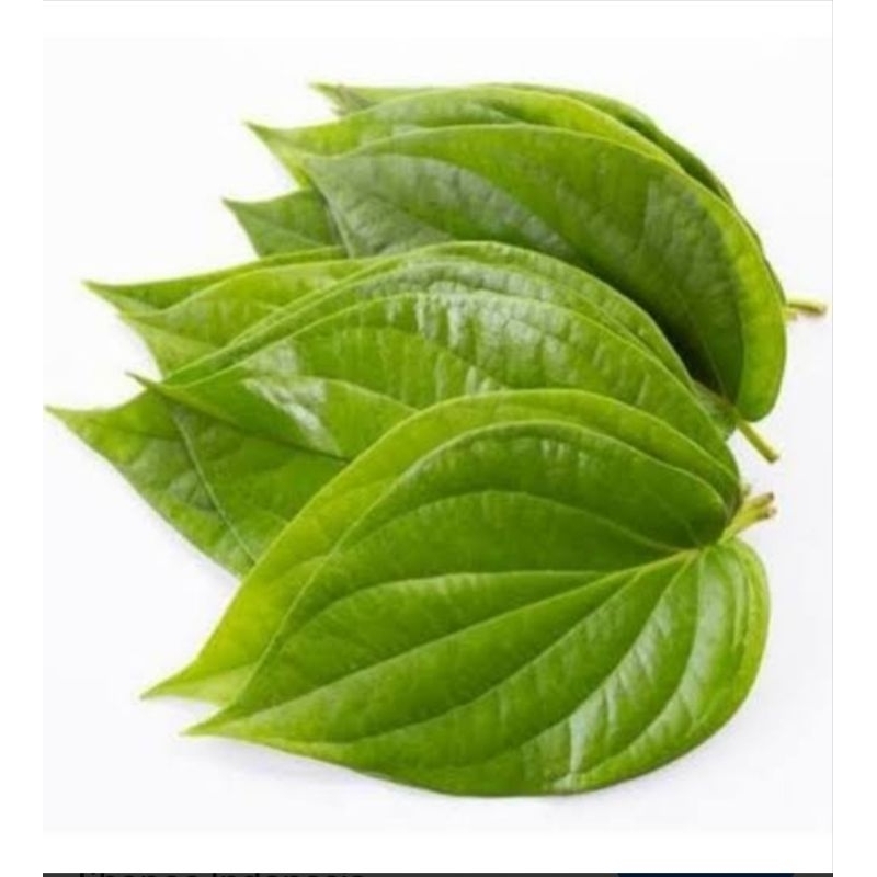 

daun sirih hijau segar 200 gram-obat herbal daun sereuh