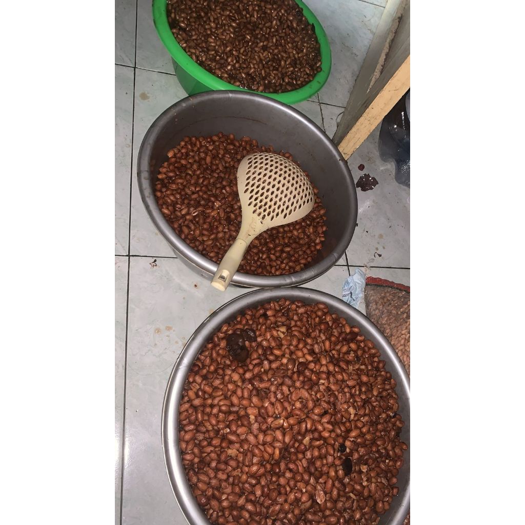 kacang presto.umpan ikan bawal.