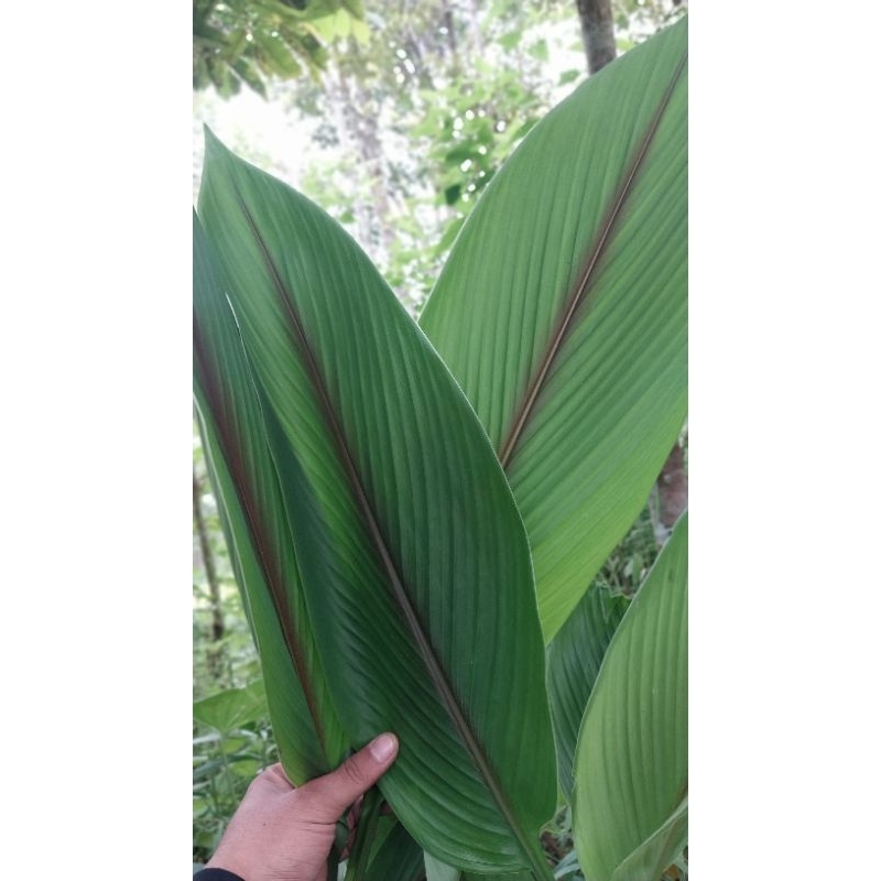 

DAUN KUNYIT SEGAR FRESS 250g