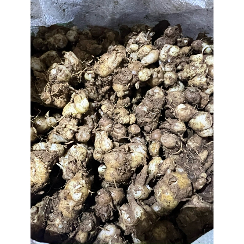 

KENCUR FRESH / KENCUR SEGAR / BUMBU MASAK REMPAH KENCUR / BUMBU SEBLAK 1 KG / Cikur