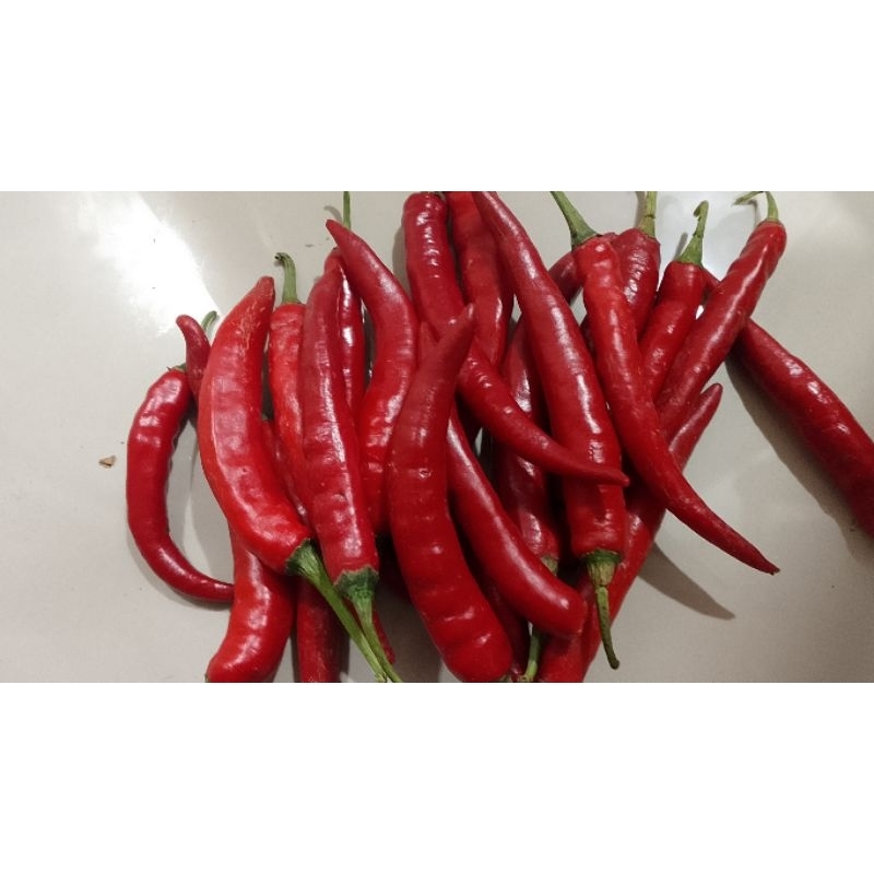 

Cabe tw pedas 5 kg fresh ukuran besar