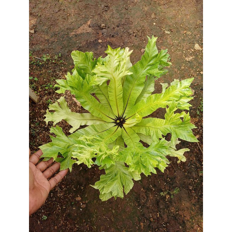 Asplenium Nidus Variegata ( kadaka sarang burung )