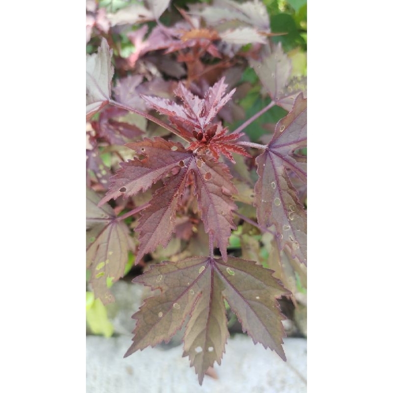 

jual daun red panama 250gr