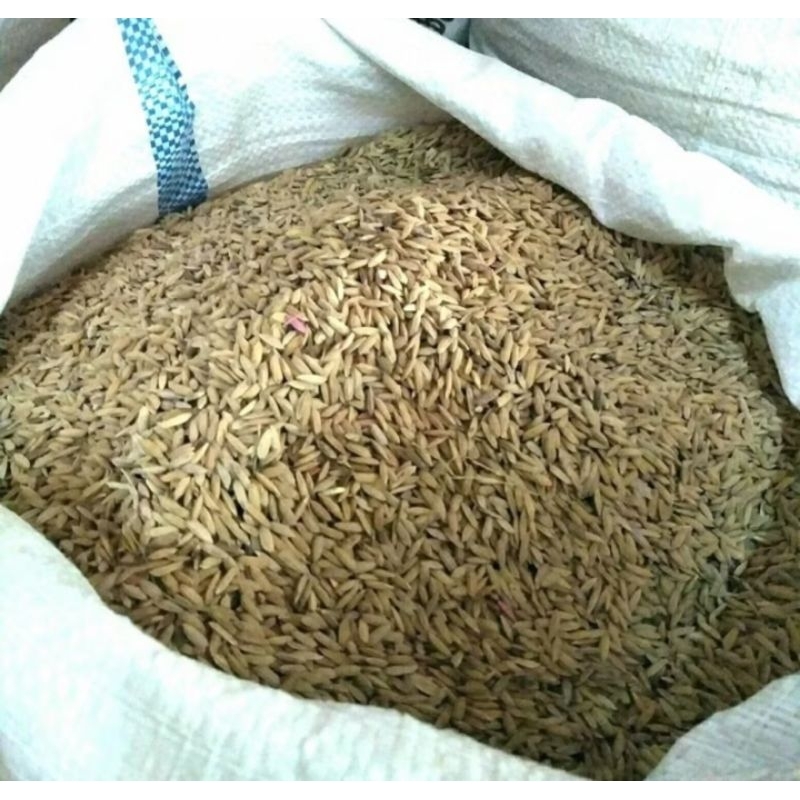 Gabah Beras Merah - Pakan Burung Hamster 1KG