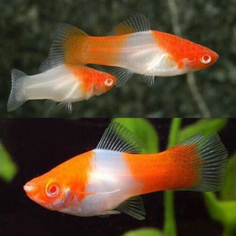 Ikan Hias Platy Kohaku Platy Santa Platy Merah Putih Hiasan Aquarium Kolam Tank Aquascape