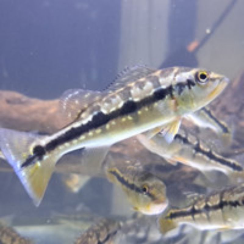 Pbass pinima good Marking Size 10-11cm realsize bergaransi COD pbass orinoco pbass mono