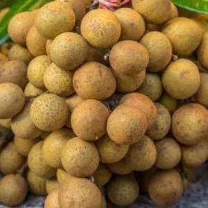 

kelengkeng bangkok 1000g