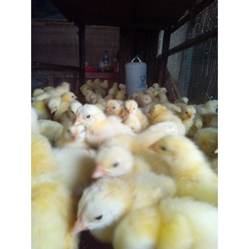 Doc Ayam Broiler Super Vaksin Grade A 1 Box Isi 102 Ekor.
