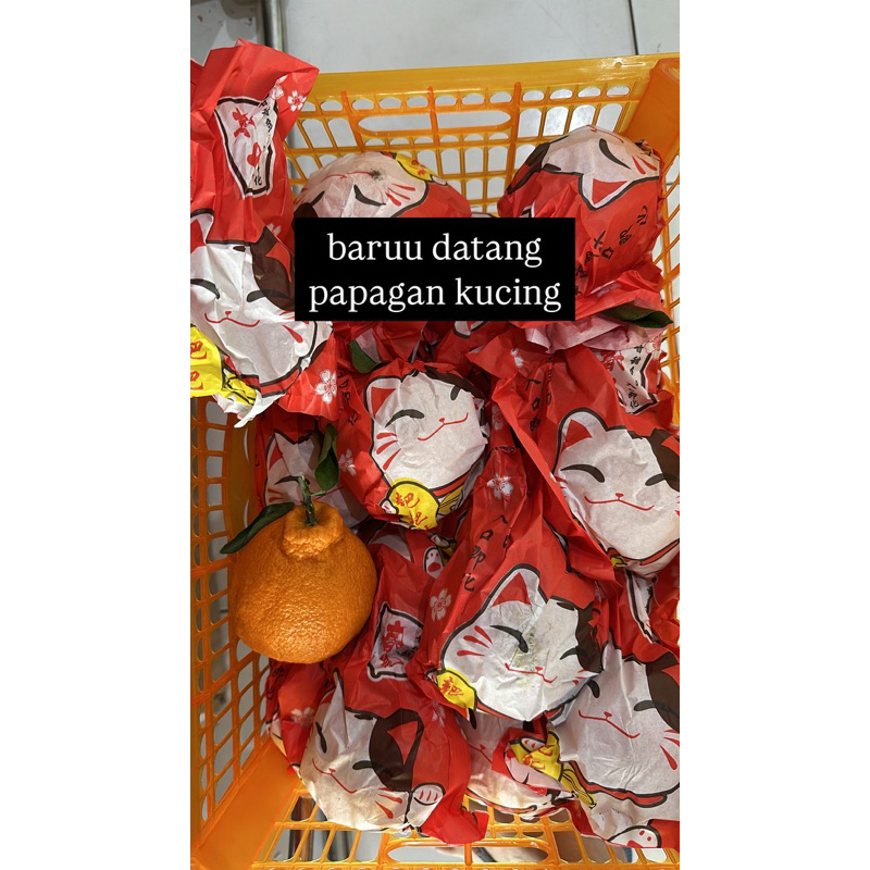 

1krat 5.5-6kg DMX giftpack papagan kucing barongsai kucing dekopon dekopan pa hampers jeruk imlek ponkam super papagan papagun dekopan dekopon size besar hampers jeruk imlek CNY parcel parsel buah jeruk imlek jeruk CNY chinesse new year ponkam