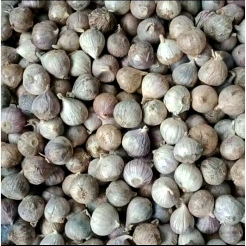 

BAWANG PUTIH TUNGGAL 500gr - BAWANG LANANG 500gr KUALITAS TERBAIK