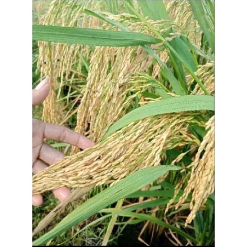 bibit padi impari 49 jembar impari 49 jumbo terbaru tahan rebah bobot mantap benih padi mapan 05 ken