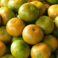 

jeruk Medan 1000g