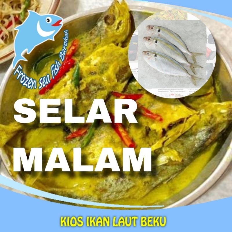 

Selar malam fresh beku gudang