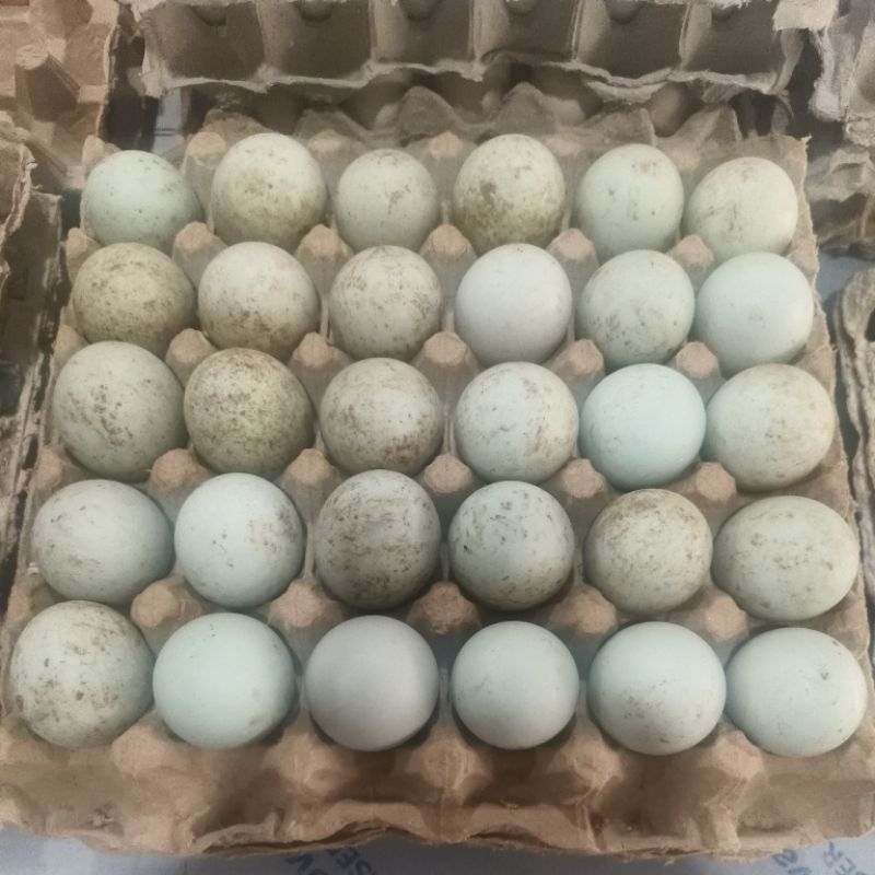 

Telur Bebek Organik Oren Per 10 Butir