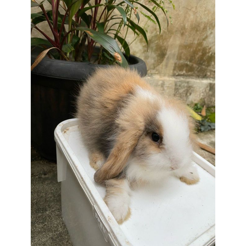KELINCI FUZZY LOP