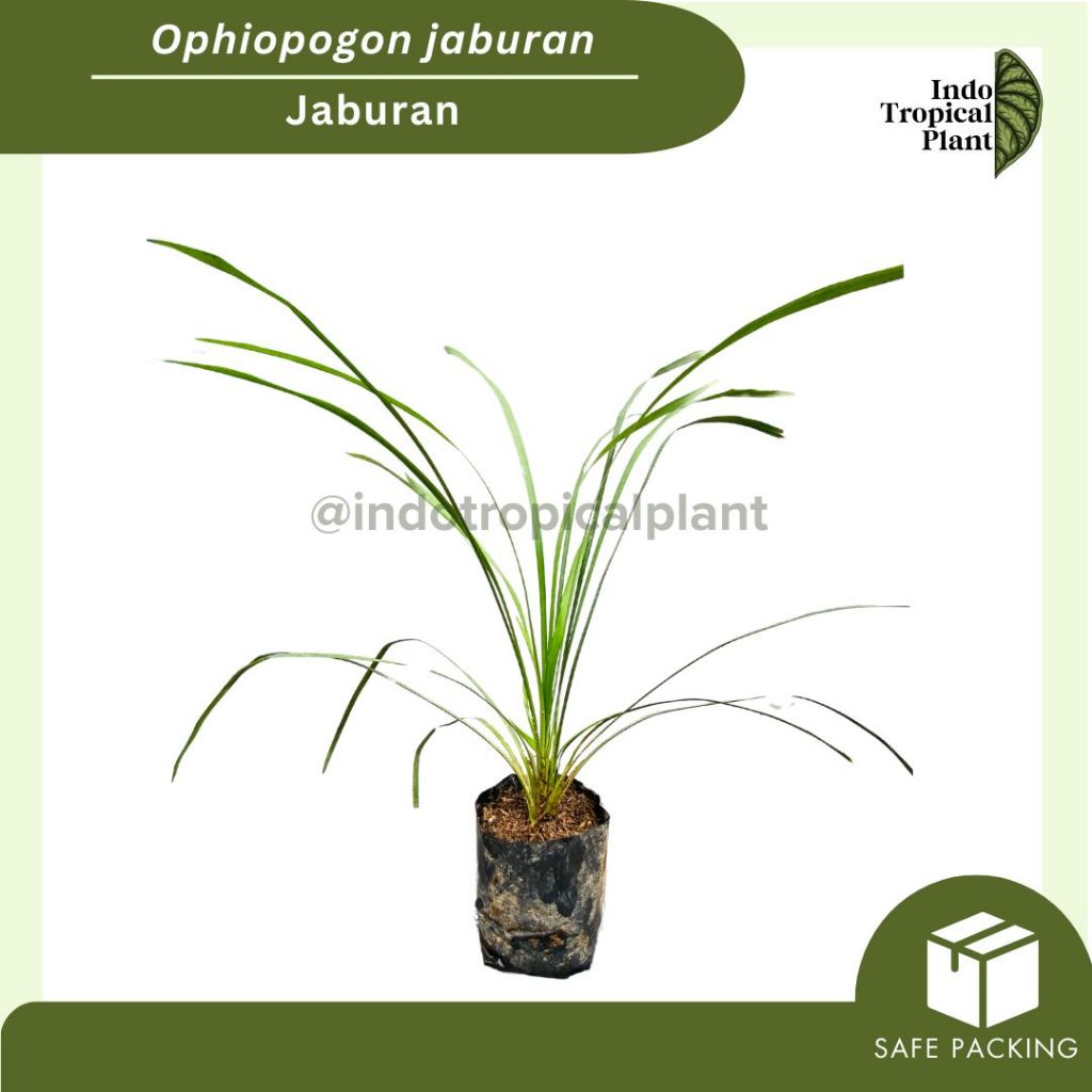 Tanaman Hias Jaburan / Ophiopogon jaburan / Tanaman hias