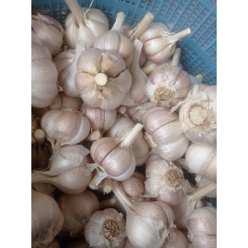 

Bawang putih kating super 1kg