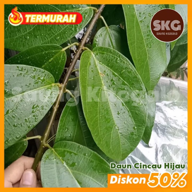 

Daun Cincau Hijau Segar Fresh Petik Langsung Cingcau Jelly Organik