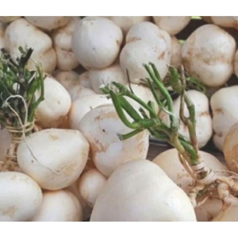 

Bengkoang Premium, Langsung Dipanen Dari Kebun