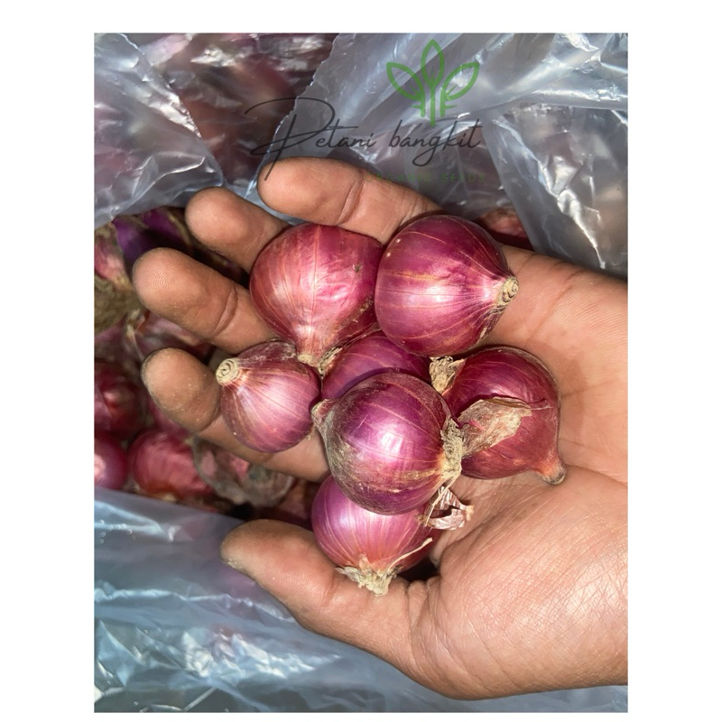 

bawang merah 500gr premium BESAR
