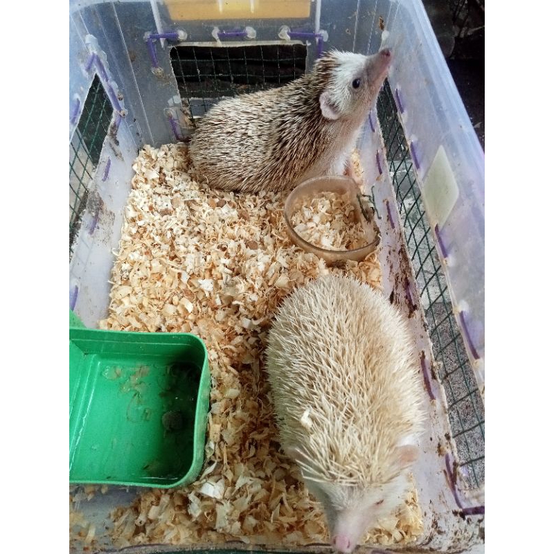 Landak Mini Indukan Mix (Albino & Pinto)