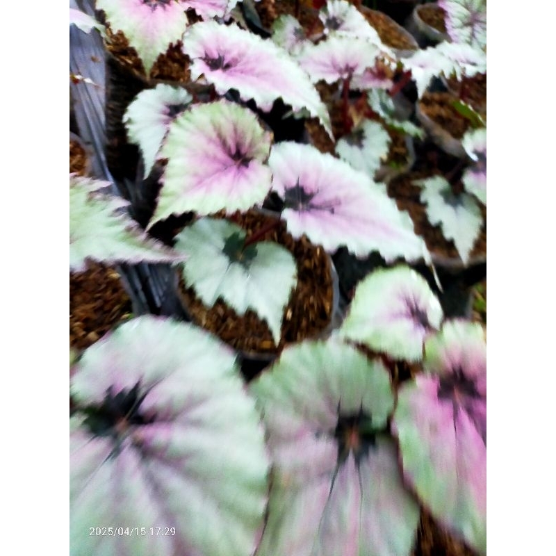 tanaman begonia keong pink