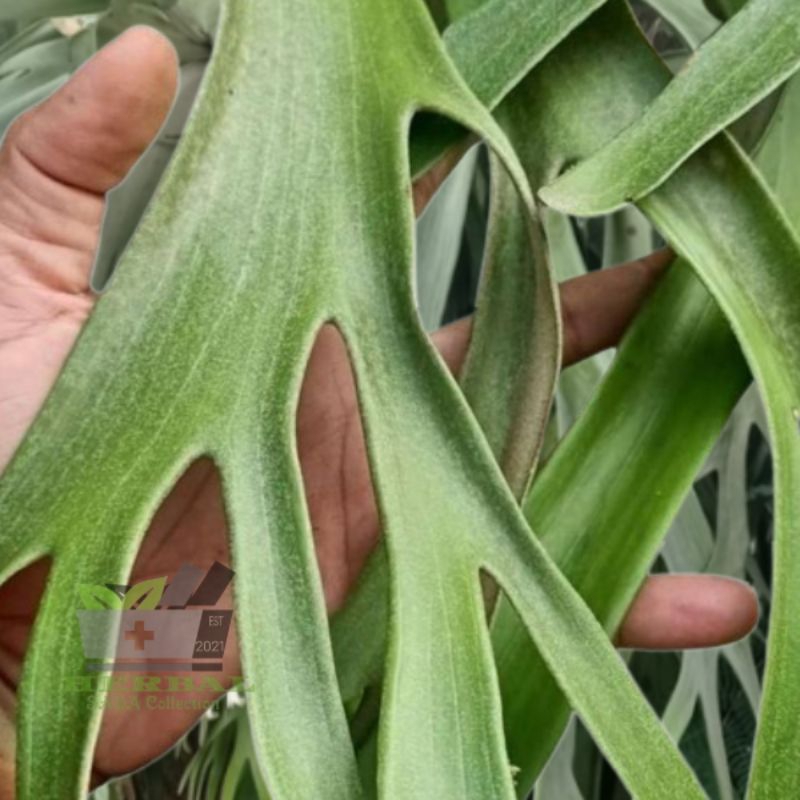 

Daun Tanduk Rusa Segar 500 gram Paku Tanduk Rusa fresh