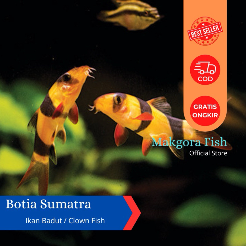 Ikan Hias Botia Sumatra 6-7cm Clown Fish Ikan Badut Khusus Instan