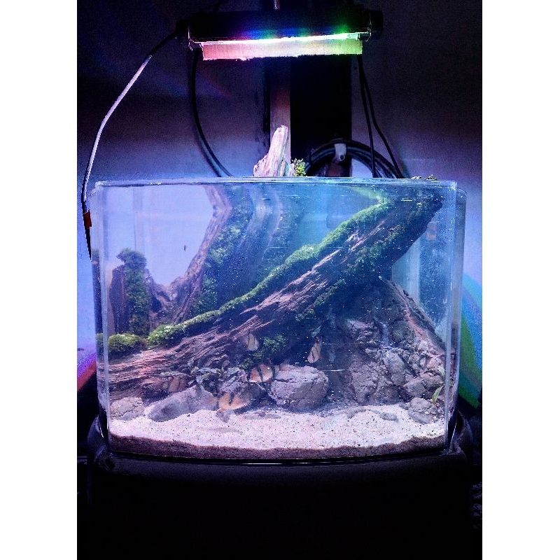 nano aquascape jungle style all diy