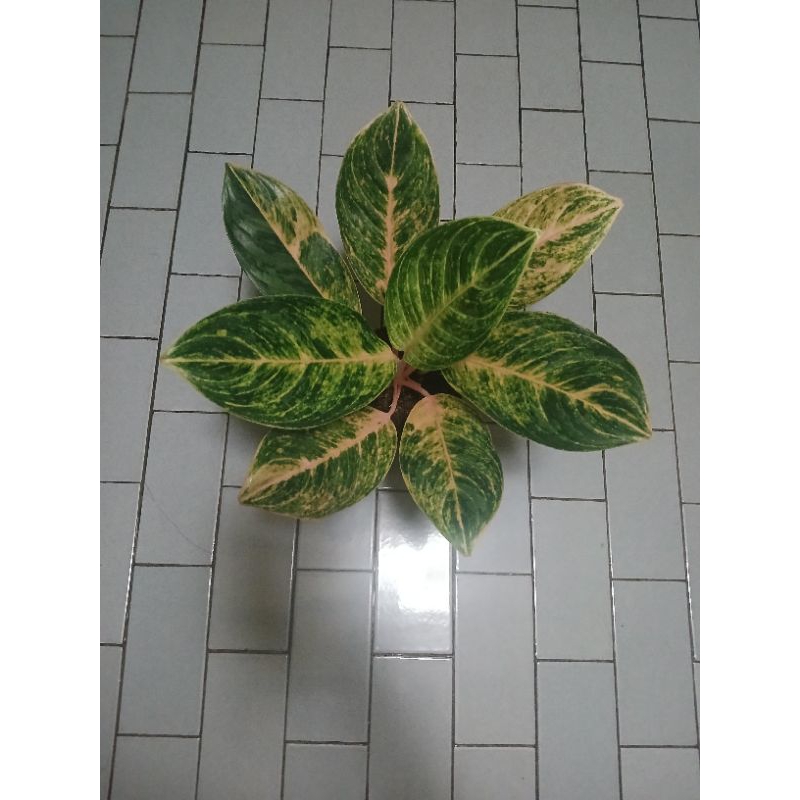 Aglaonema Obama jumbo