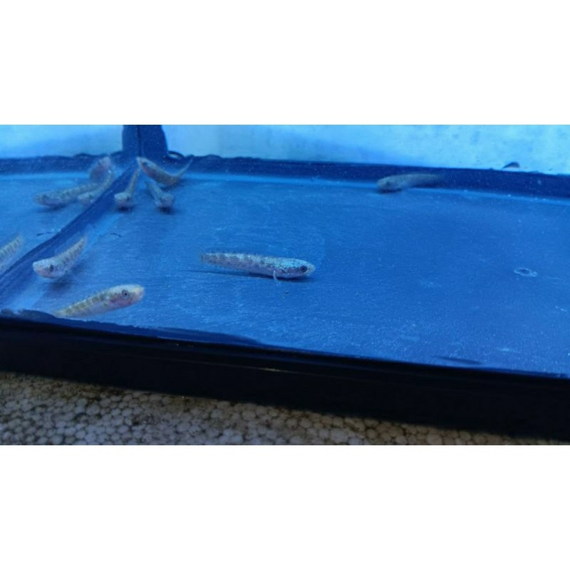 Auranti CB (captive Breed) Grade A