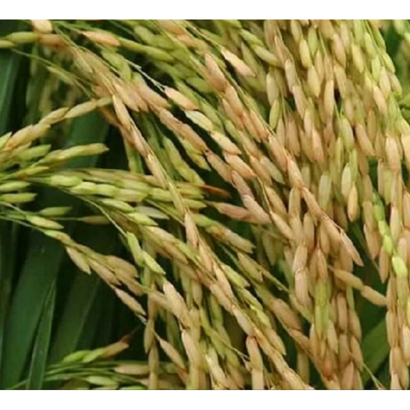 Adelonz Benih Padi Ciherang Pajero Kualitas Super Unggul Kemasan 1Kg