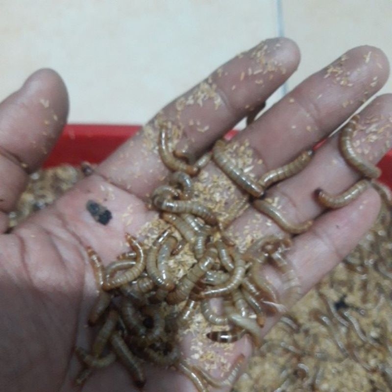 ulat jerman(Zophobas morio, ulat tepung. 