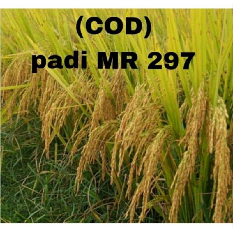 PROMOOO BENIH PADI MR 297/ PADI MR 297 TAHAN SEGALA HAMA PENYAKIT /HAMA BURUNG DAN TIKUS /ANTI ROBOH