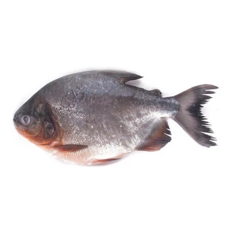

ikan bawal hitam 1/2 kg