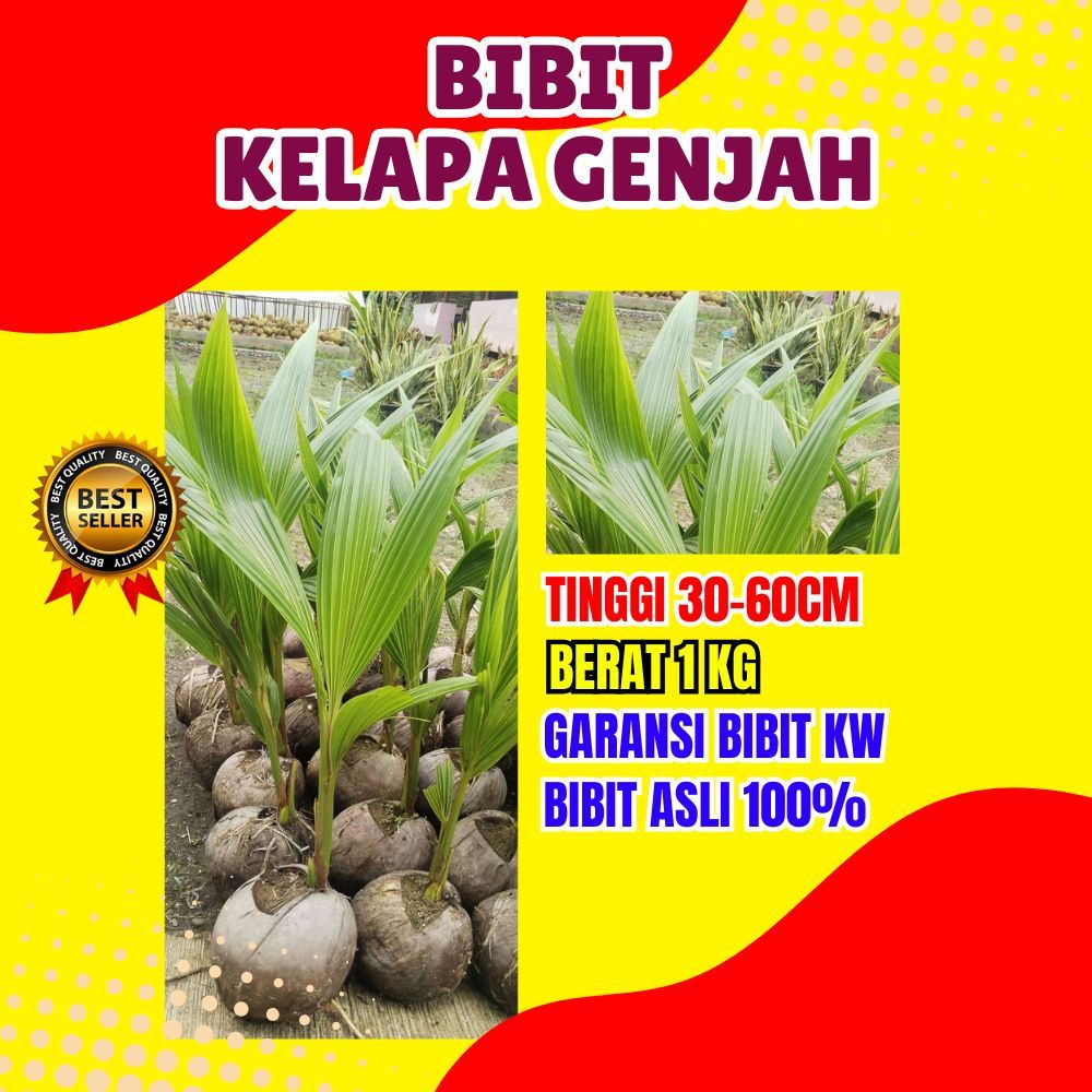 TERLARIS.. Pohon Kelapa Entok Asli, Pohon Kelapa Entok Anakan