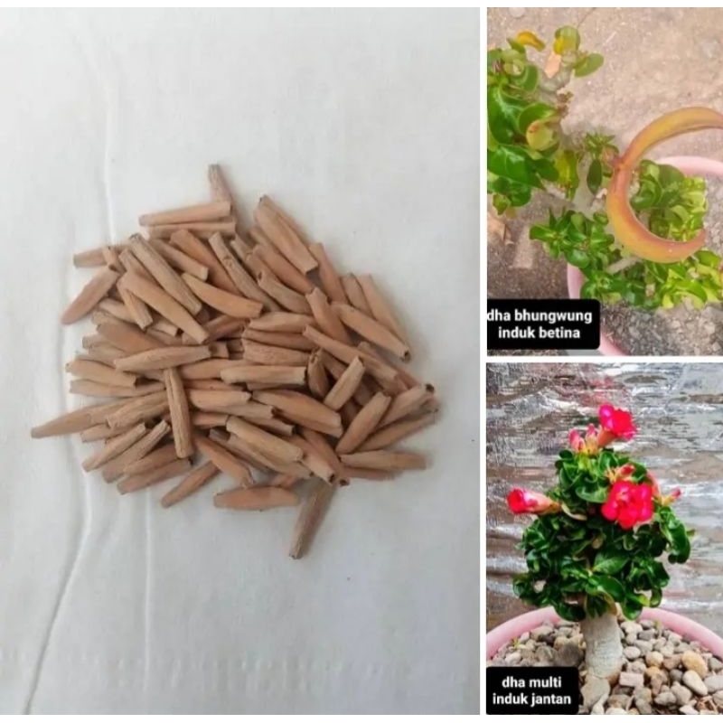 

seed dha bhungwungxmulti