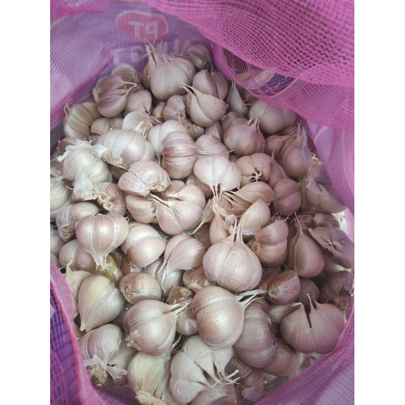 

bawang putih kating jumbo 1kg