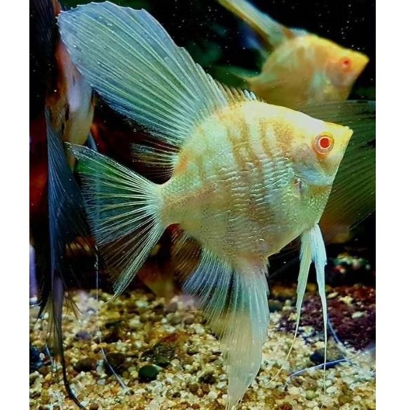 Manfish Red Eye Ekor Pendek 2.5 - 3 cm - ETALASE