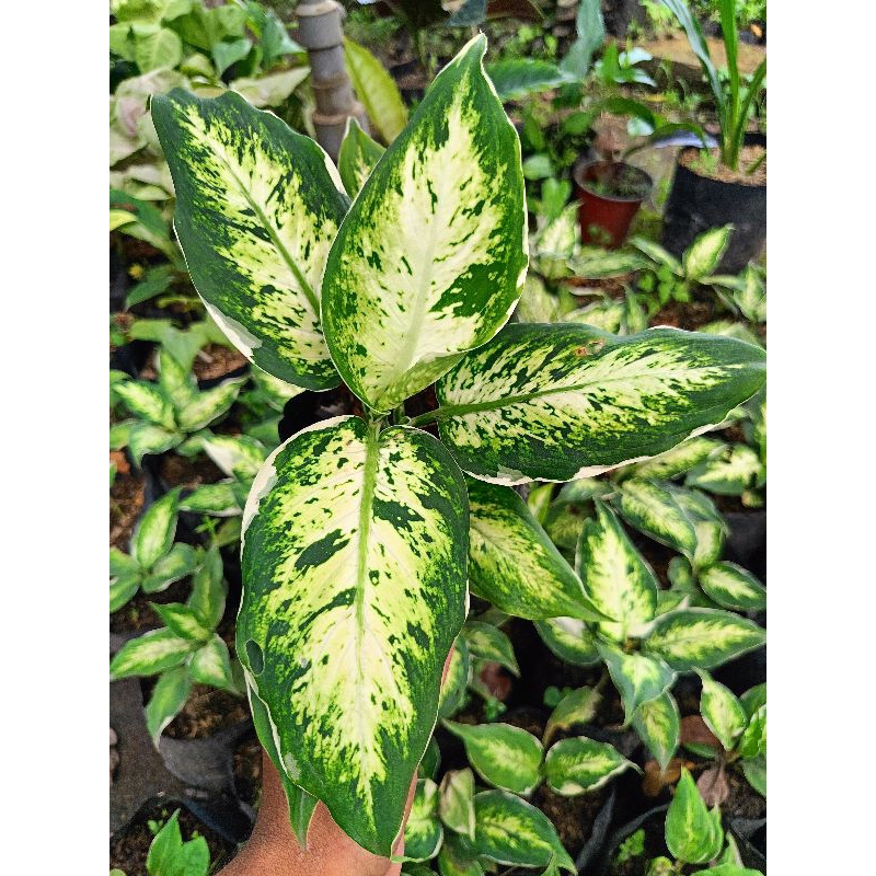 tanaman diven lukisan cinta