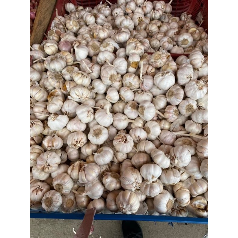 

Bawang putih super 1 ton
