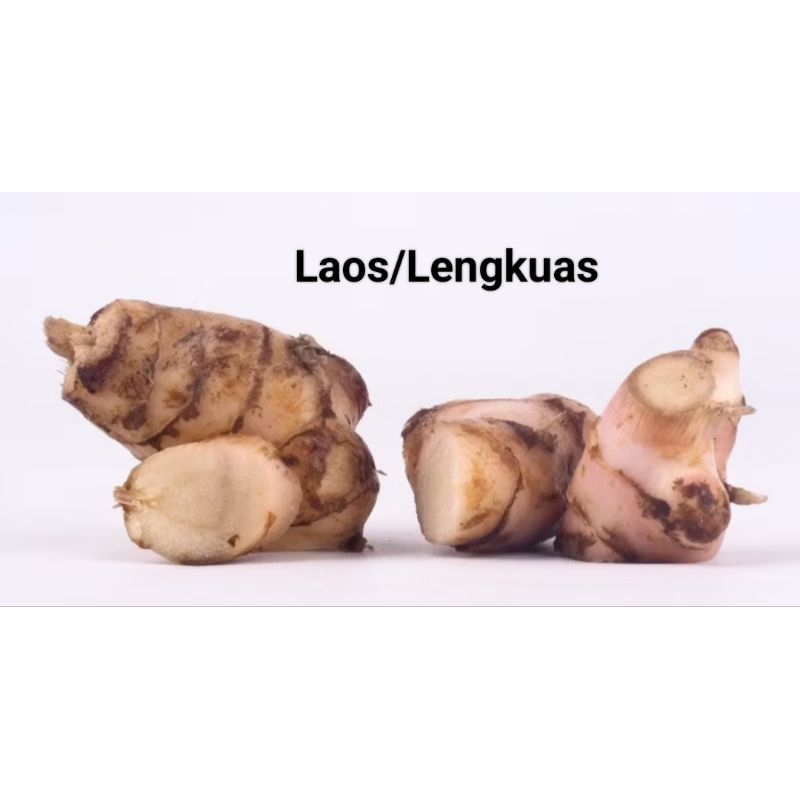 

Temu Lengkuas/ Laos 200gr