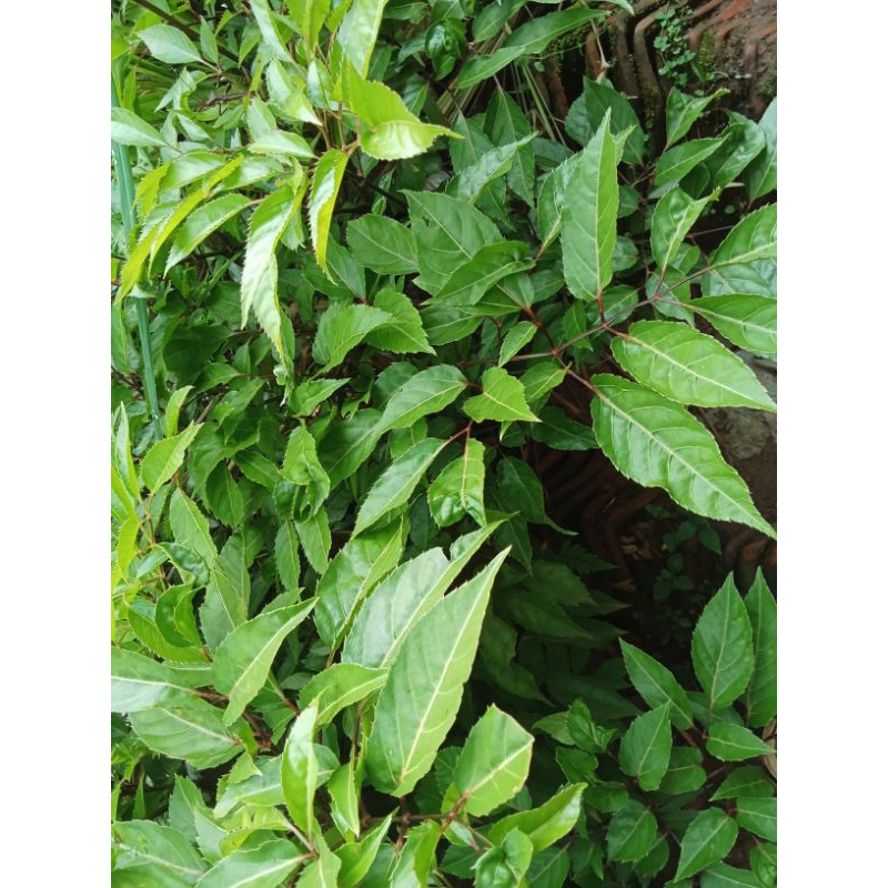 

daun ima /langka/herbal Alami/sayur 500 gram