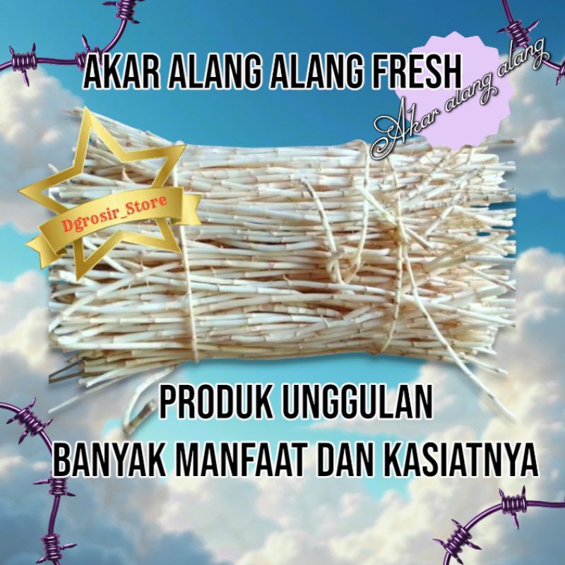 

New Produk Akar Alang Alang fresh