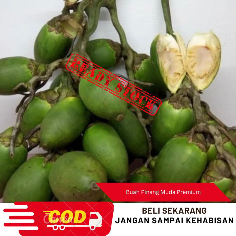 

Buah Pinang muda Fresh 1kg/Buah Jambe Muda asli dari petani