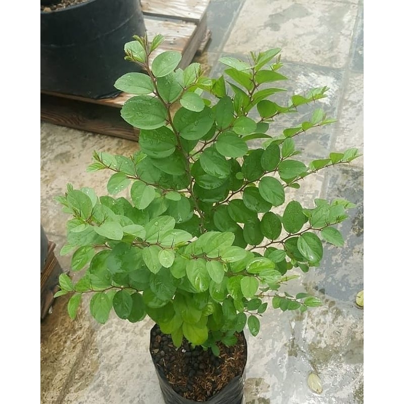 Pohon Herbal Bidara Arab - Pohon Bidara - Tanaman Bidara Arab